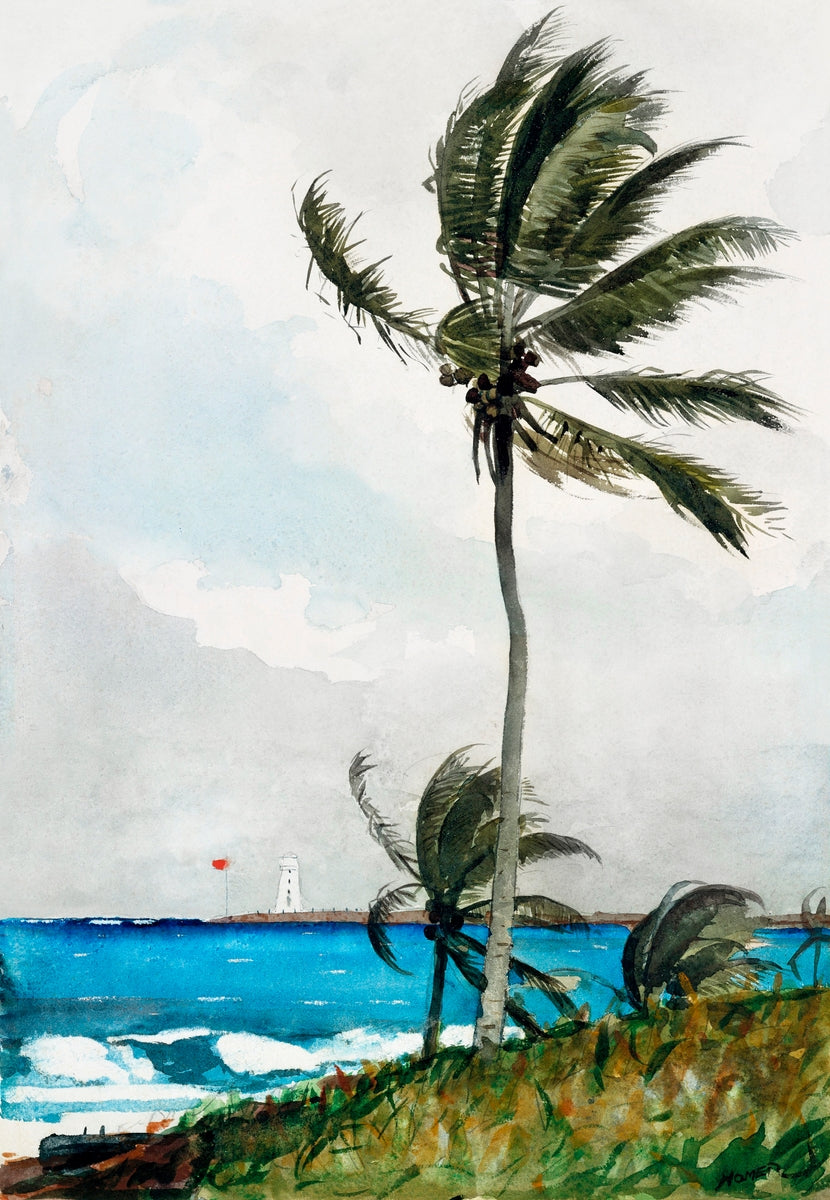 palm plant painting Palm Tree, Nassau (1898) painting by Winslow Homer – Blue Surf Art