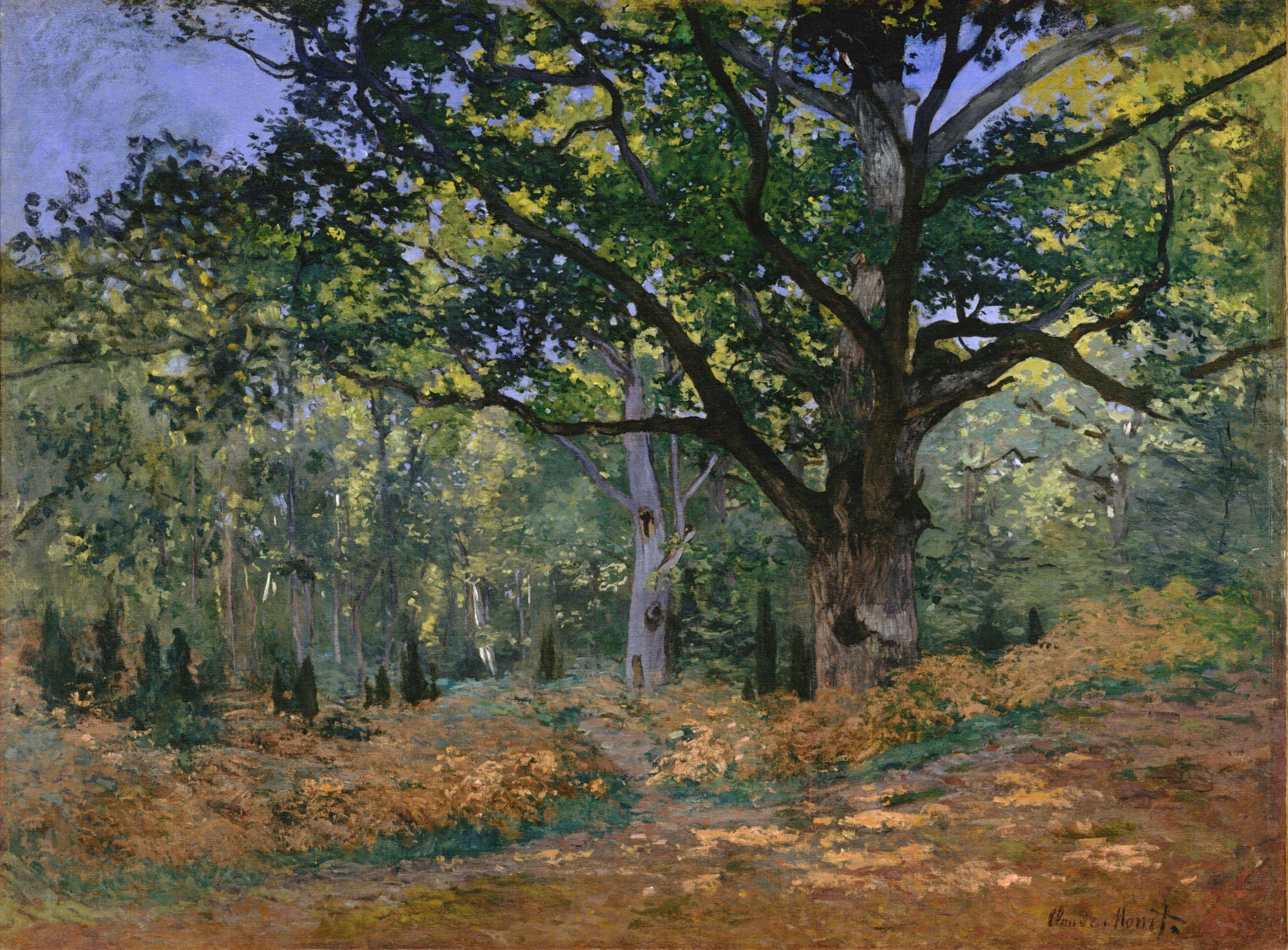 The Bodmer Oak, Fontainebleau by Claude Monet