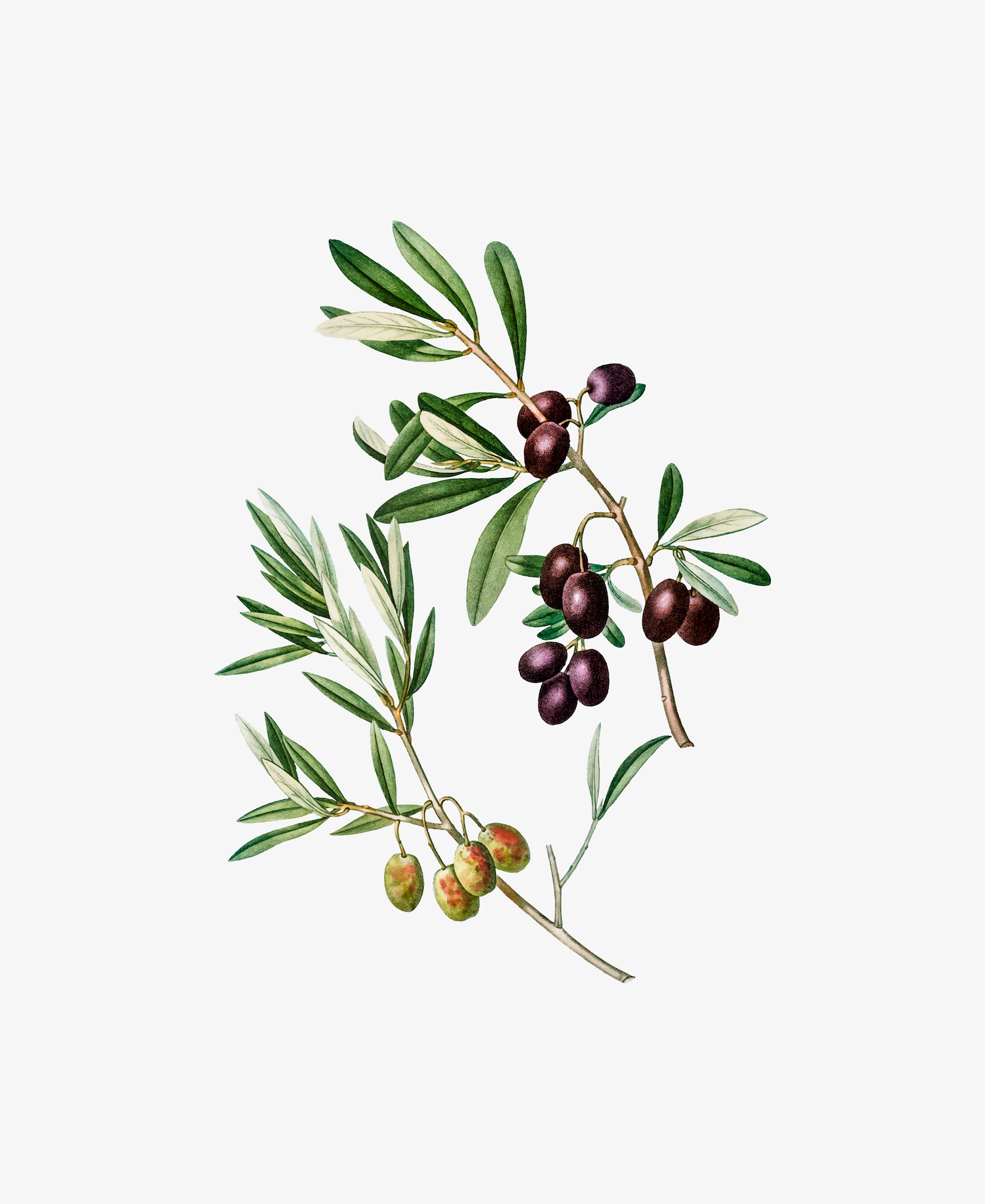 Green Olives with Leaves Poster