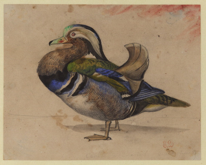 A Mandarin drake by Eugène Delacroix Reproduction Painting by Blue Surf Art