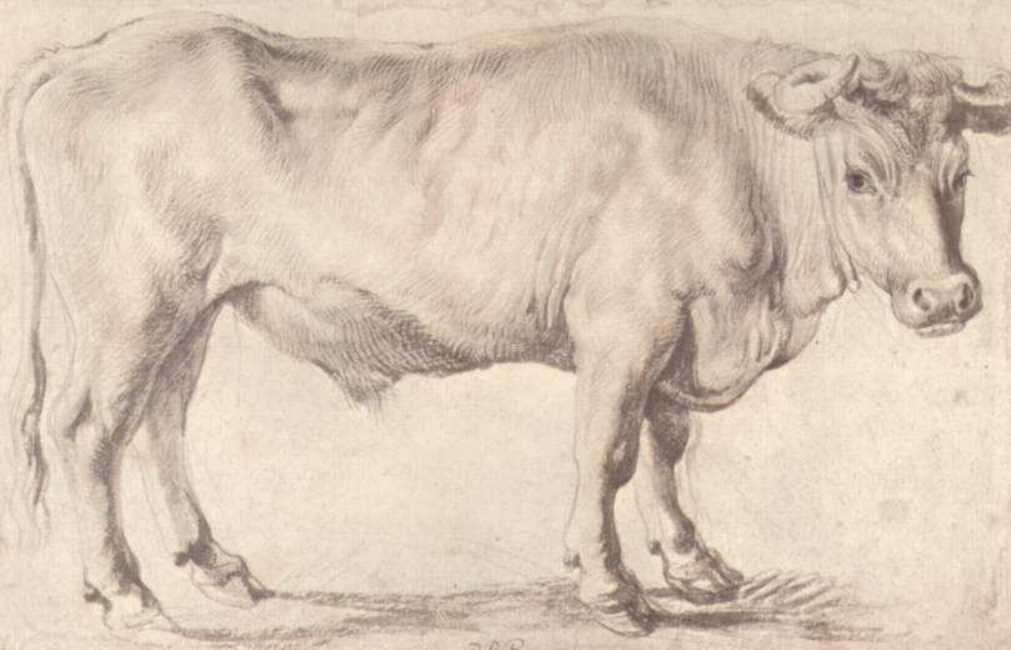 Bull by Peter Paul Rubens Reproduction Oil Painting on Canvas