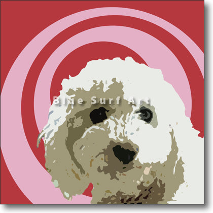 Bichon Frise