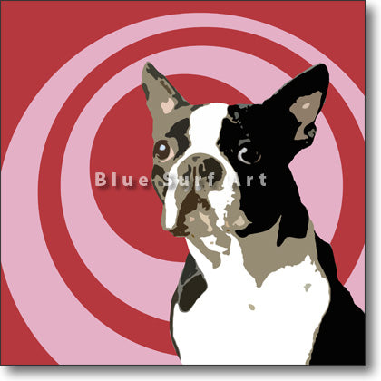 Boston Terrier