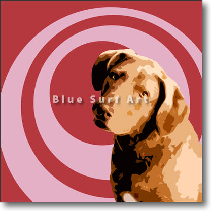 Cheaspeake Bay Retriever
