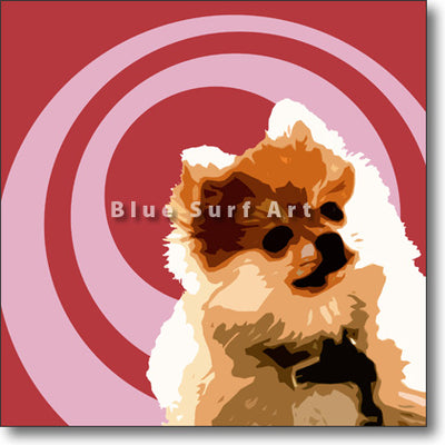 Pomeranian