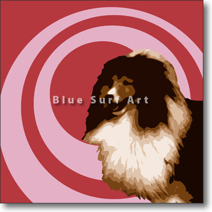 Shetland-Sheepdog