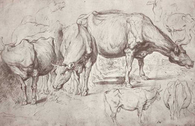Cows by Peter Paul Rubens Reproduction Oil Painting on Canvas