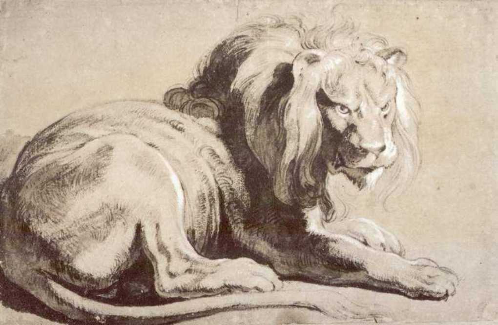 Etude of lion by Peter Paul Rubens Reproduction Oil Painting on Canvas