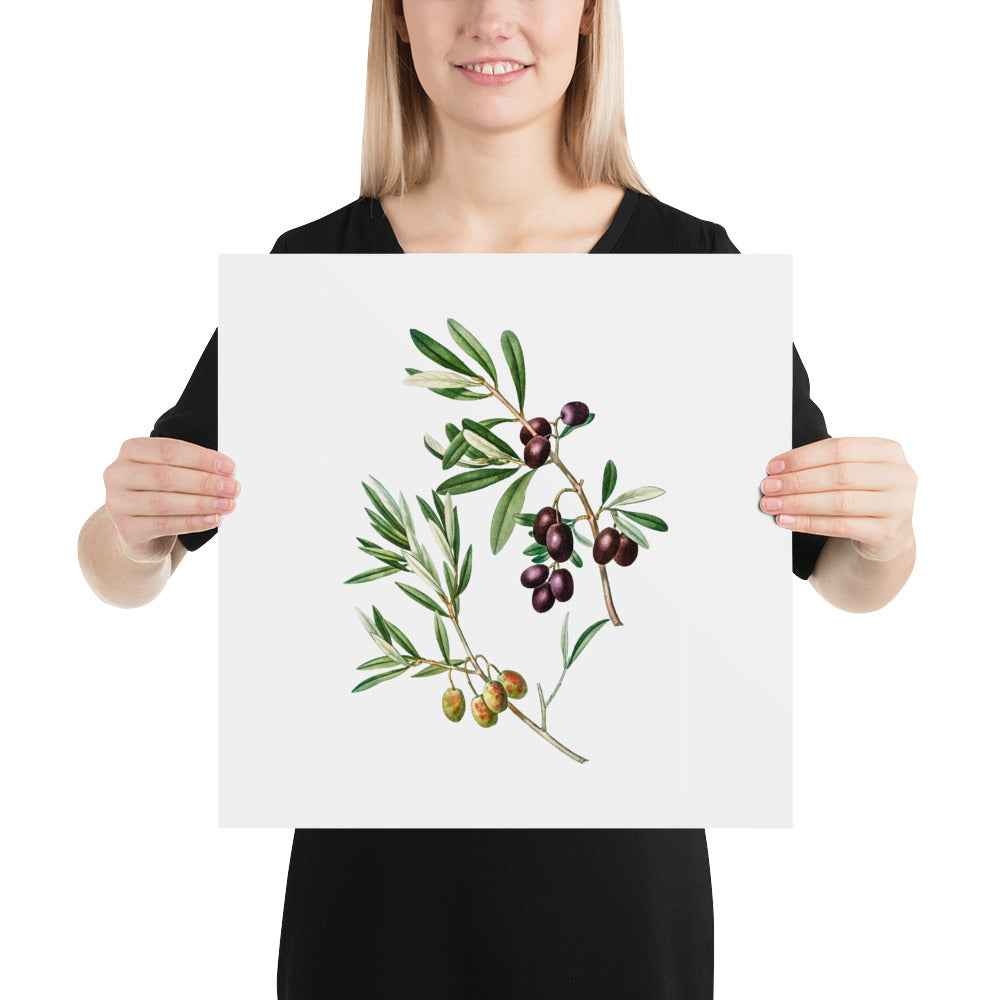 Green Olives with Leaves Poster