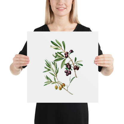 Green Olives with Leaves Poster