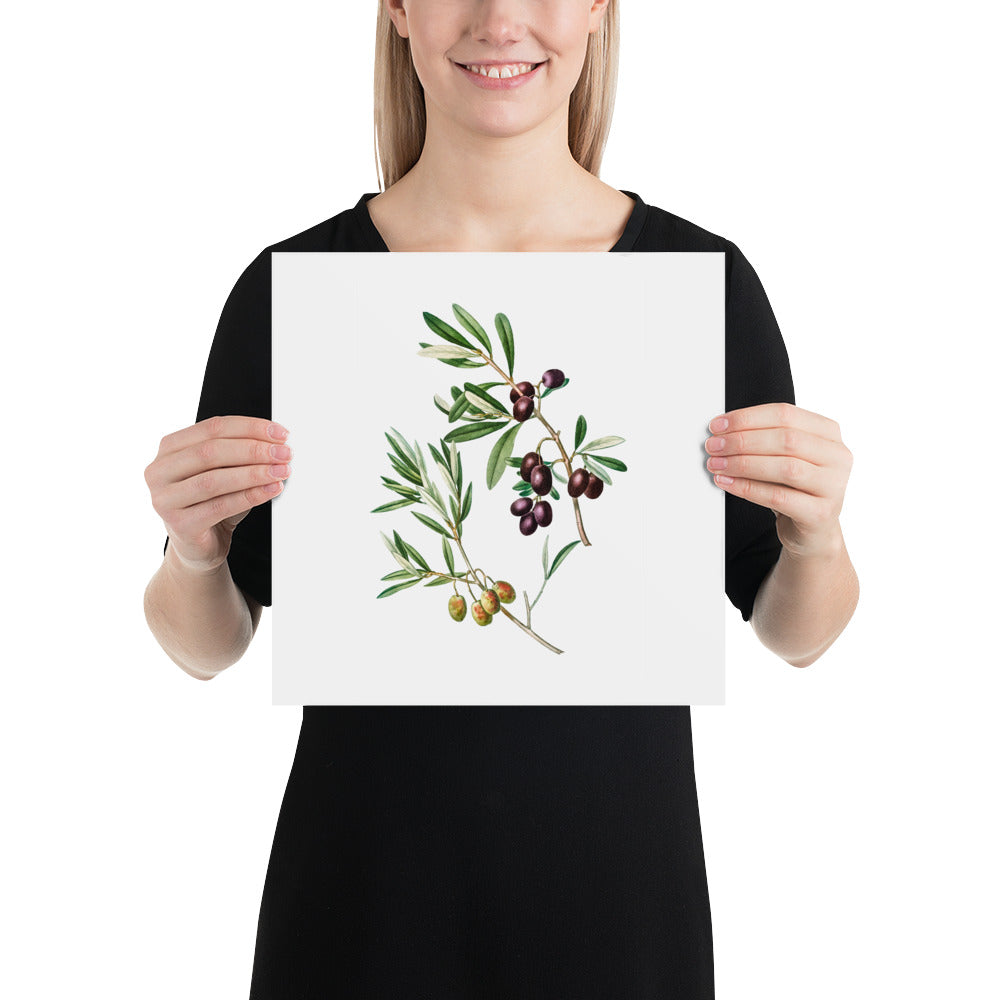 Green Olives with Leaves Poster