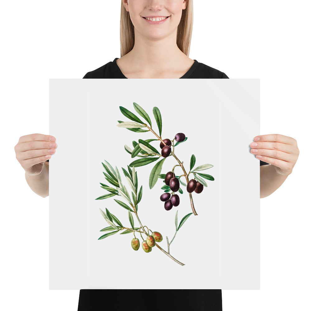 Green Olives with Leaves Poster