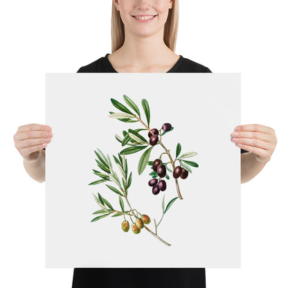 Green Olives with Leaves Poster