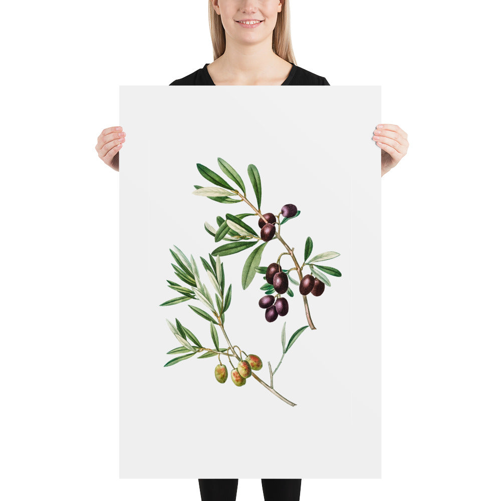 Green Olives with Leaves Poster