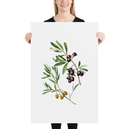 Green Olives with Leaves Poster