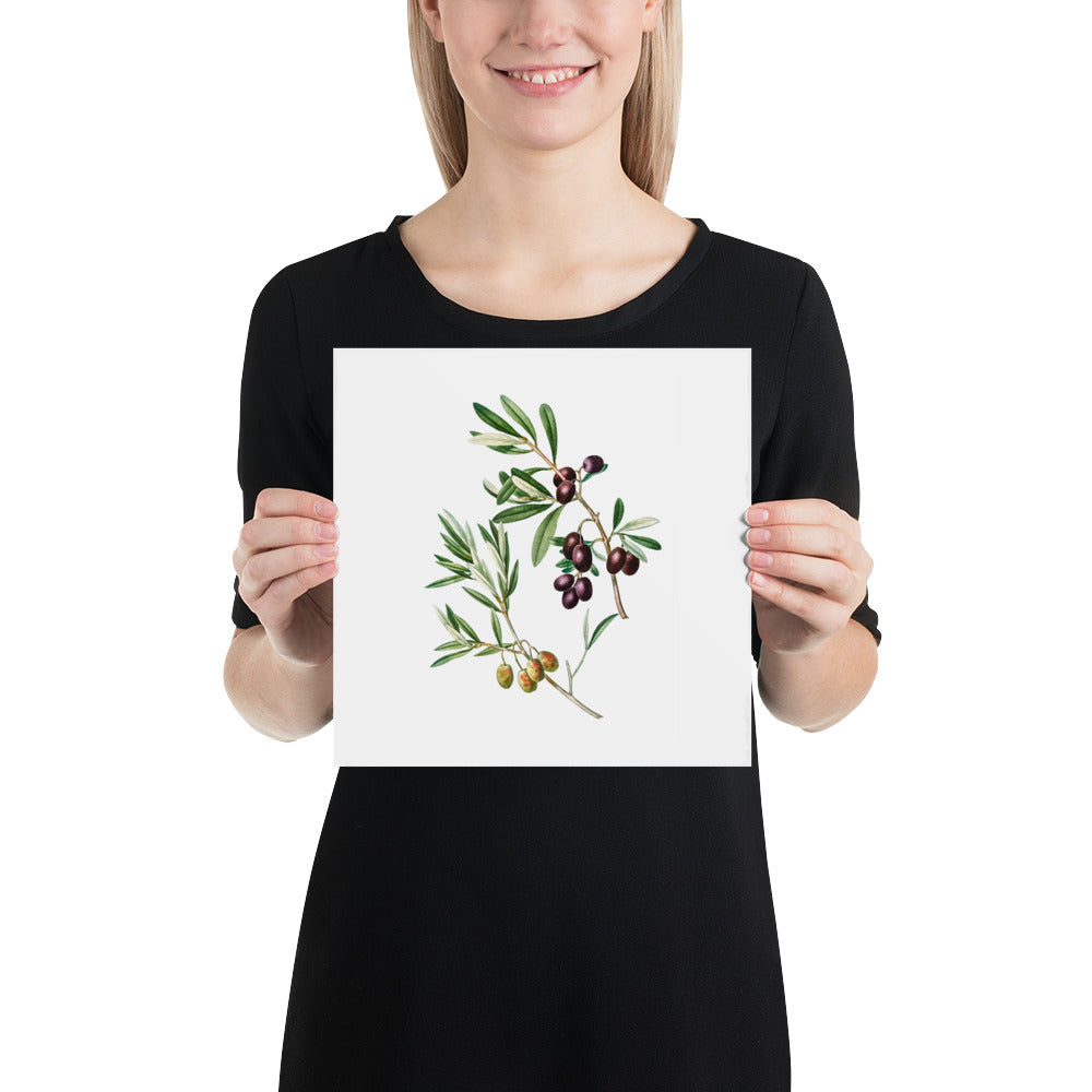Green Olives with Leaves Poster