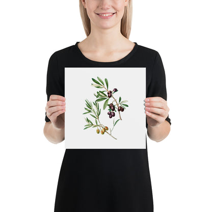 Green Olives with Leaves Poster