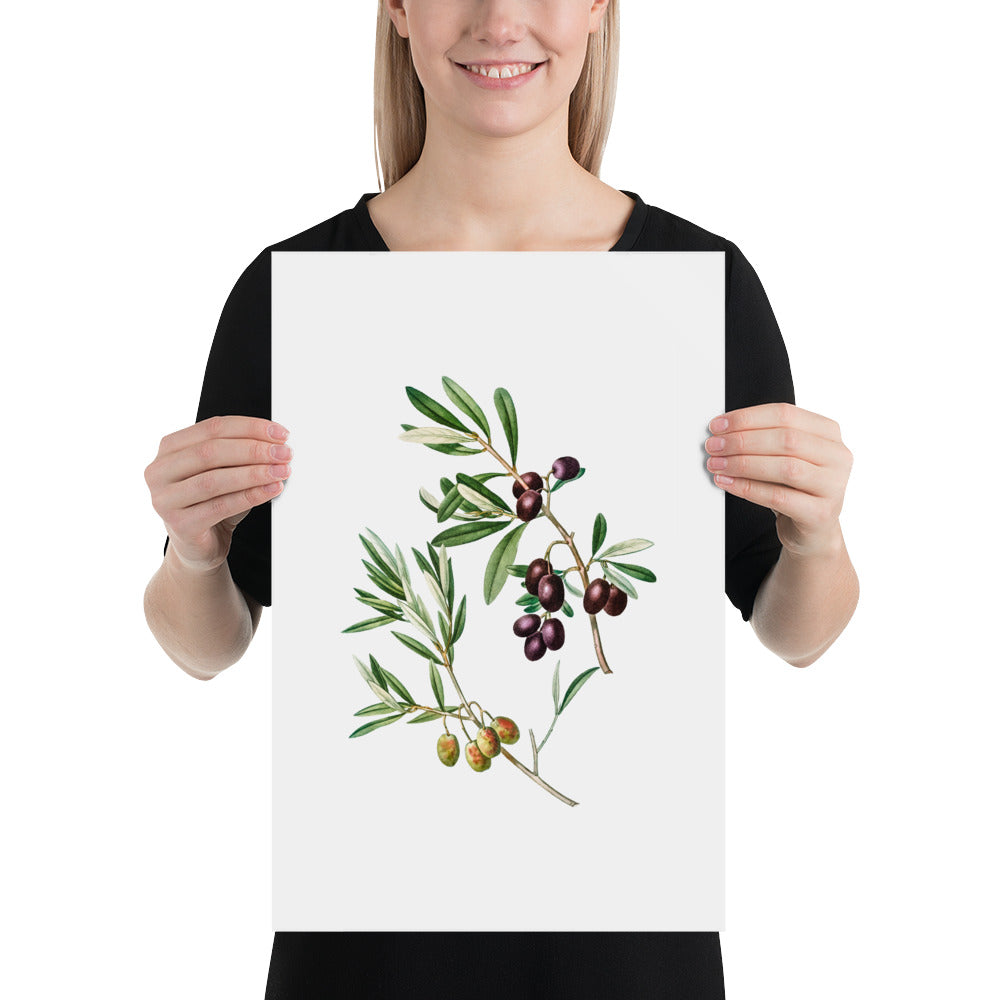 Green Olives with Leaves Poster