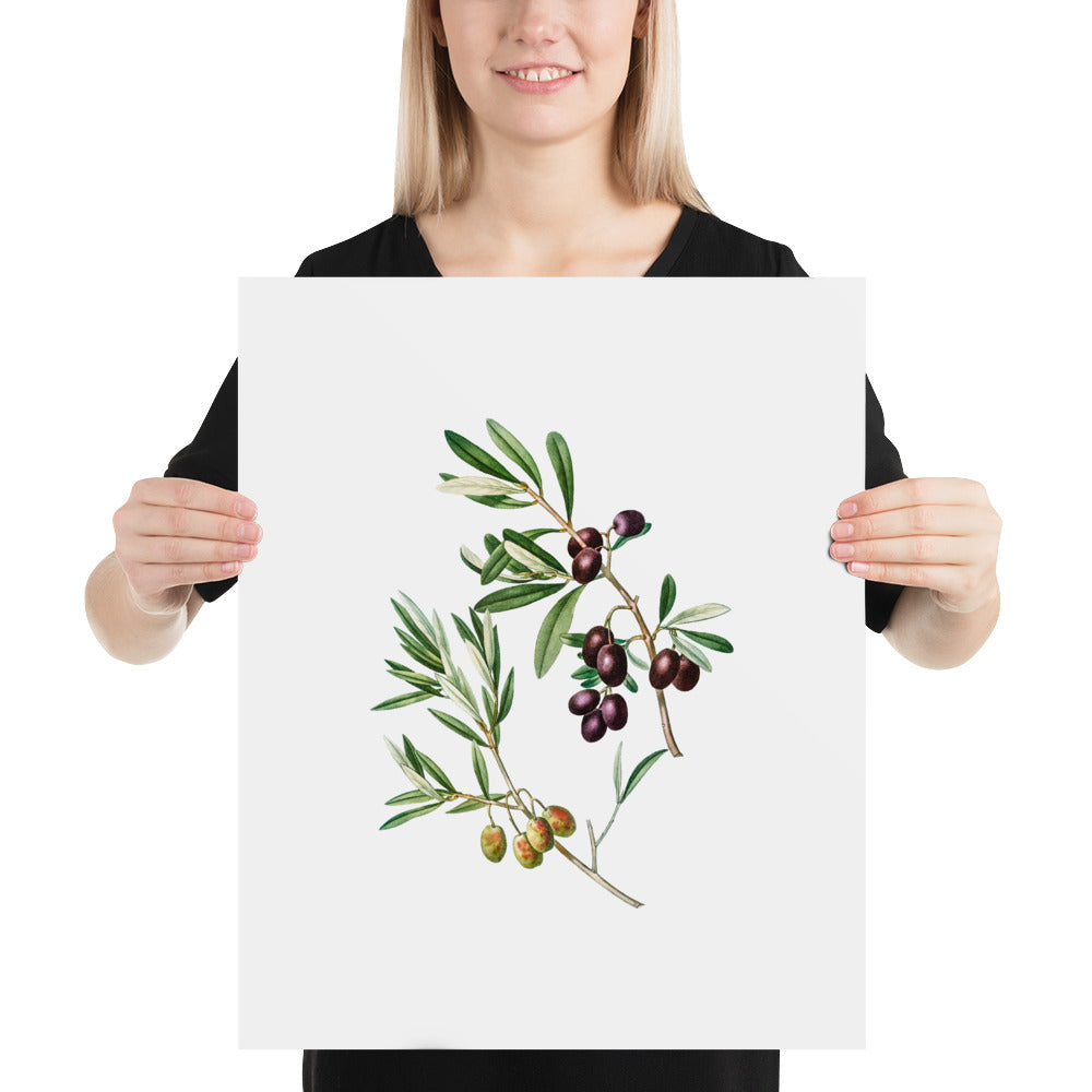 Green Olives with Leaves Poster