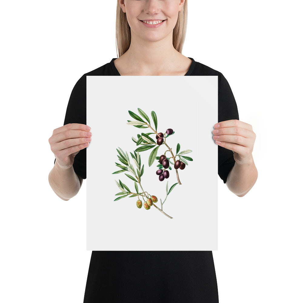 Green Olives with Leaves Poster