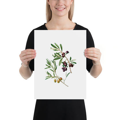 Green Olives with Leaves Poster