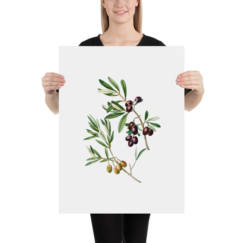 Green Olives with Leaves Poster