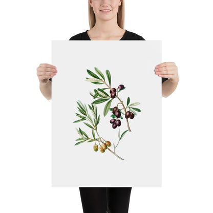 Green Olives with Leaves Poster