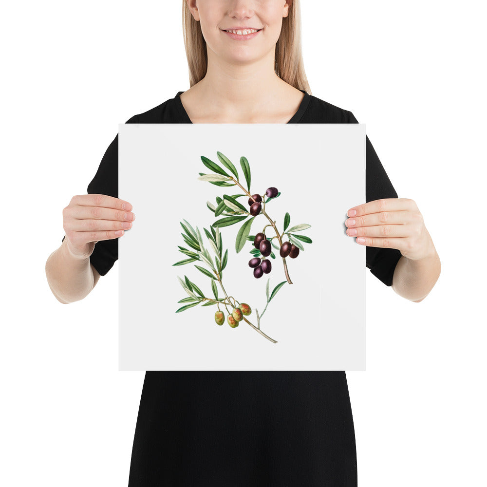 Green Olives with Leaves Poster