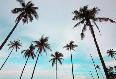 Palm trees picture of Summer Vibes Prints at Blue Surf Art