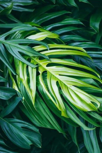 Tropical Leaf Wall Art Print on Canvas II