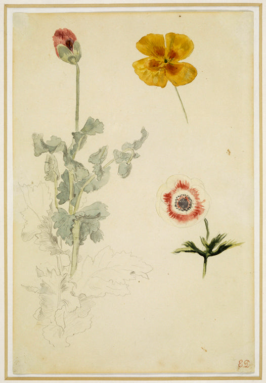 Study of Flowers by Eugène Delacroix Reproduction Painting by Blue Surf Art